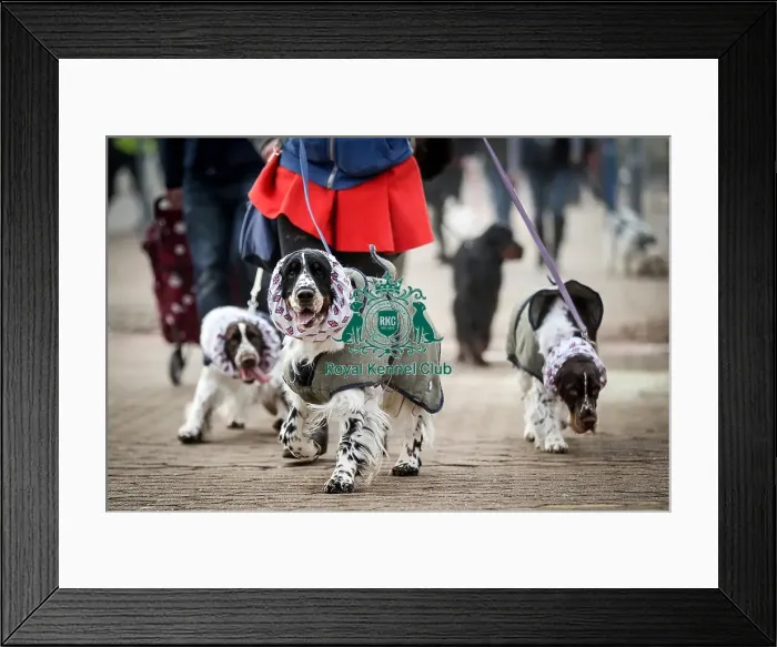 Framed Print : Crufts 2016 Framed Print : Crufts 2016