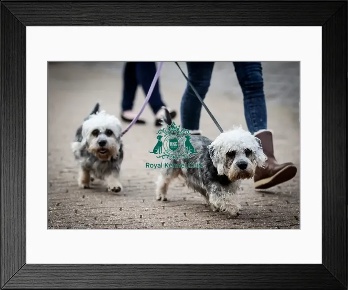 Framed Print : Crufts 2016 Framed Print : Crufts 2016