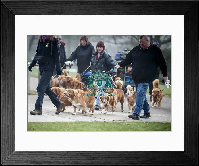 Framed Print : Crufts 2016 Framed Print : Crufts 2016