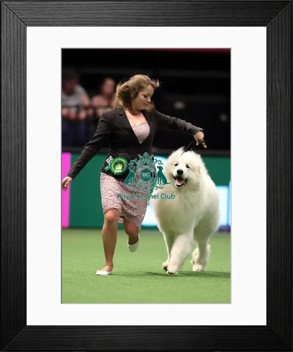 Framed Print : Crufts 2016 Best of Breed Framed Print : Crufts 2016 Best of Breed