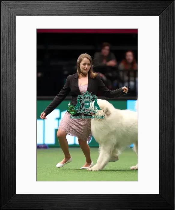 Framed Print : Crufts 2016 Best of Breed