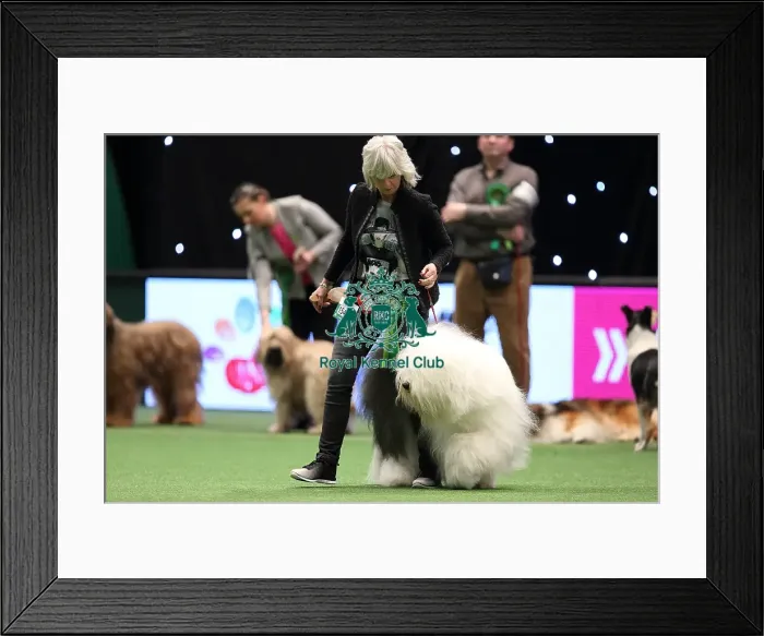 Framed Print : Crufts 2016 Best of Breed Framed Print : Crufts 2016 Best of Breed