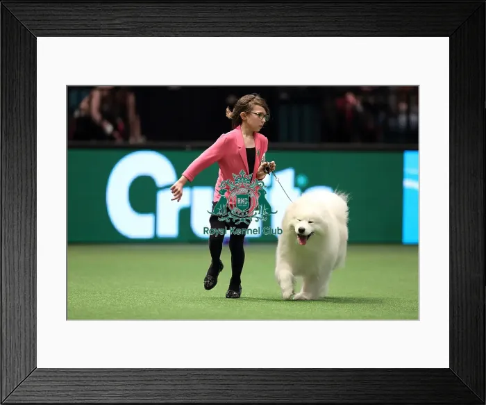 Framed Print : Crufts 2016 Best of Breed Framed Print : Crufts 2016 Best of Breed