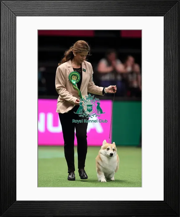 Framed Print : Crufts 2016 Best of Breed