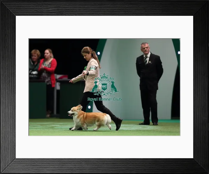Framed Print : Crufts 2016 Best of Breed