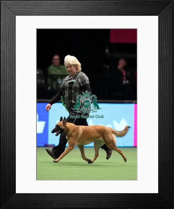 Framed Print : Crufts 2016 Best of Breed Framed Print : Crufts 2016 Best of Breed
