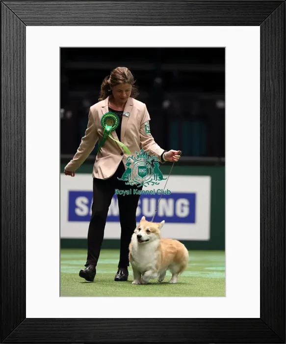 Framed Print : Crufts 2016 Best of Breed