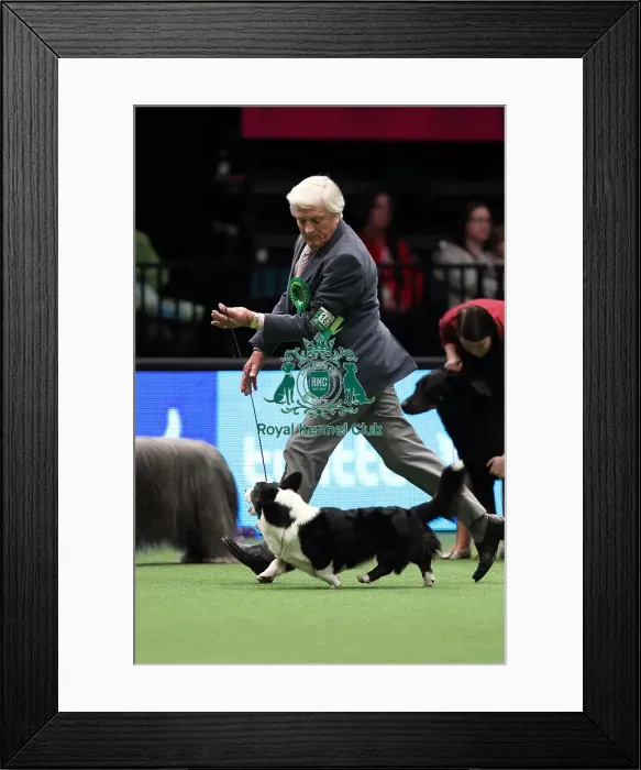 Framed Print : Crufts 2016 Best of Breed Framed Print : Crufts 2016 Best of Breed