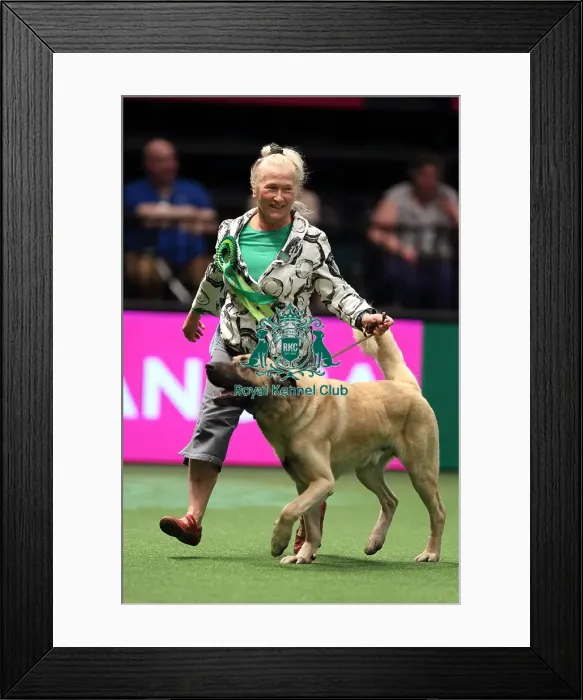Framed Print : Crufts 2016 Best of Breed Framed Print : Crufts 2016 Best of Breed