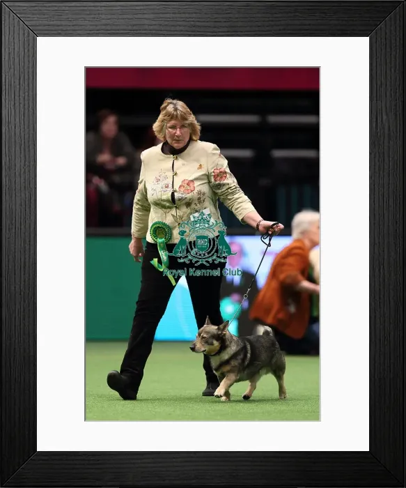 Framed Print : Crufts 2016 Best of Breed Framed Print : Crufts 2016 Best of Breed
