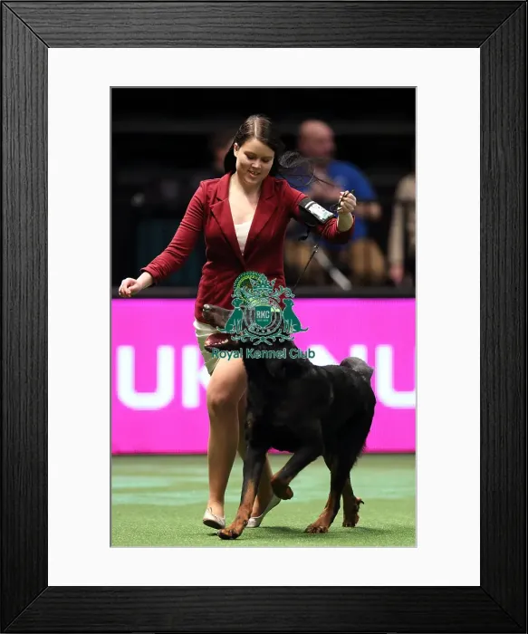 Framed Print : Crufts 2016 Best of Breed Framed Print : Crufts 2016 Best of Breed