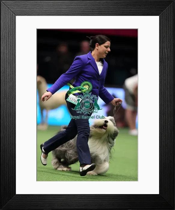 Framed Print : Crufts 2016 Best of Breed