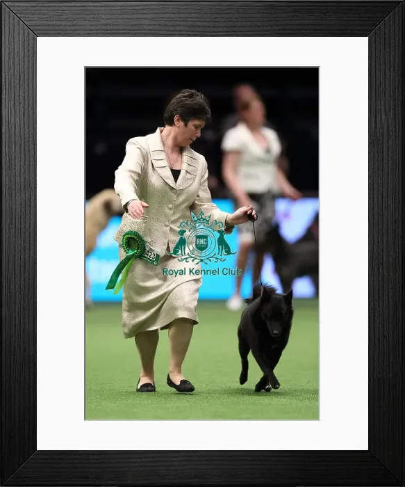 Framed Print : Crufts 2016 Best of Breed