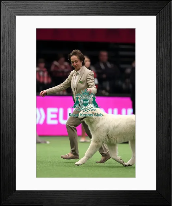 Framed Print : Crufts 2016 Best of Breed