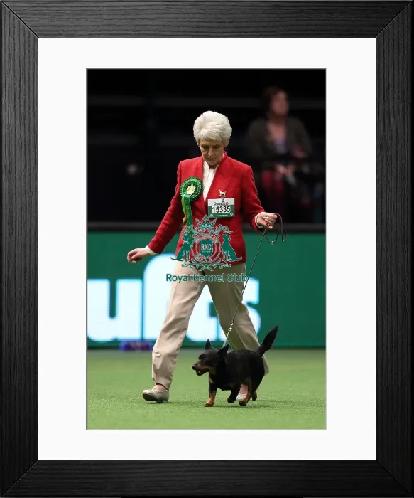 Framed Print : Crufts 2016 Best of Breed