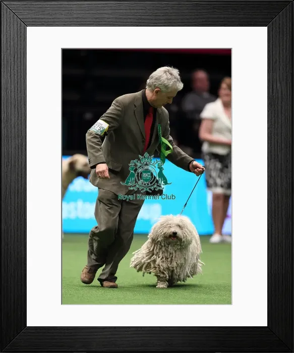 Framed Print : Crufts 2016 Best of Breed Framed Print : Crufts 2016 Best of Breed