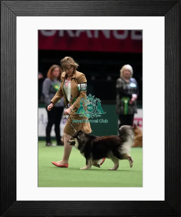 Framed Print : Crufts 2016 Best of Breed