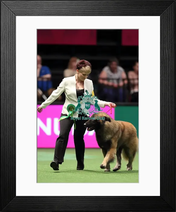 Framed Print : Crufts 2016 Best of Breed Framed Print : Crufts 2016 Best of Breed