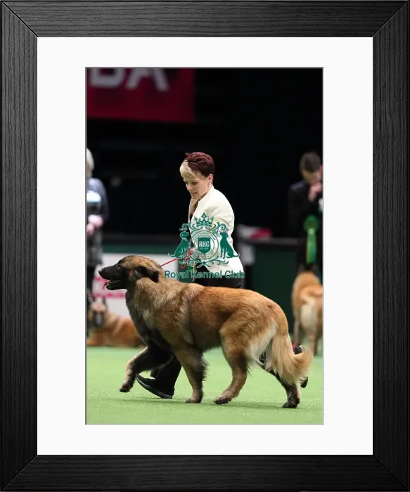 Framed Print : Crufts 2016 Best of Breed Framed Print : Crufts 2016 Best of Breed