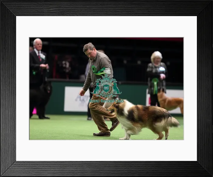 Framed Print : Crufts 2016 Best of Breed Framed Print : Crufts 2016 Best of Breed