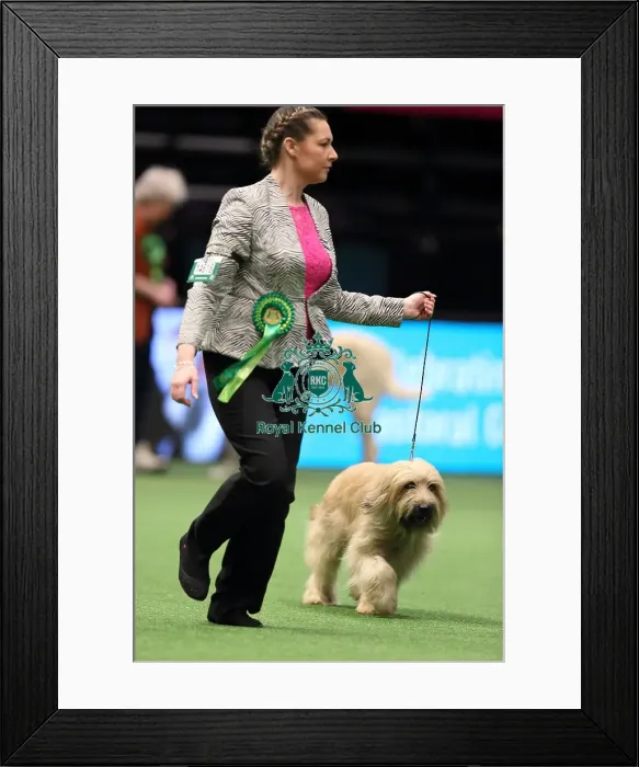 Framed Print : Crufts 2016 Best of Breed Framed Print : Crufts 2016 Best of Breed