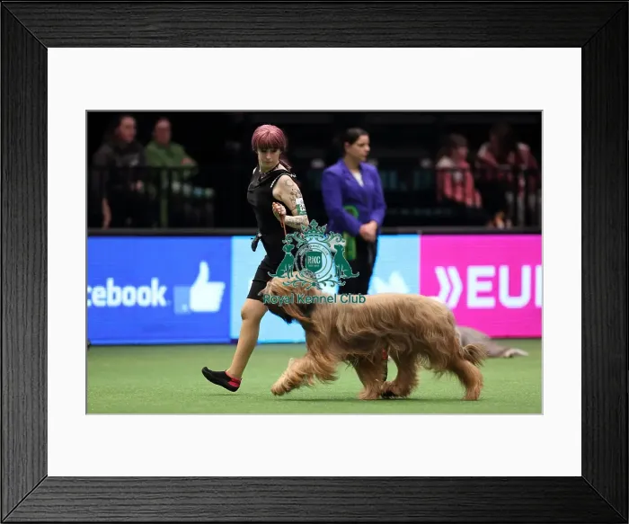 Framed Print : Crufts 2016 Best of Breed
