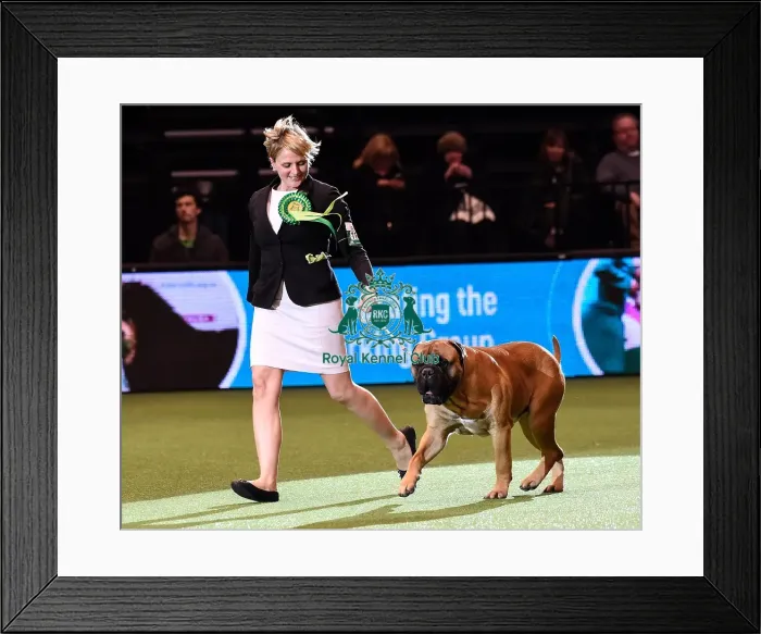 Framed Print : Crufts 2016 Best of Breed