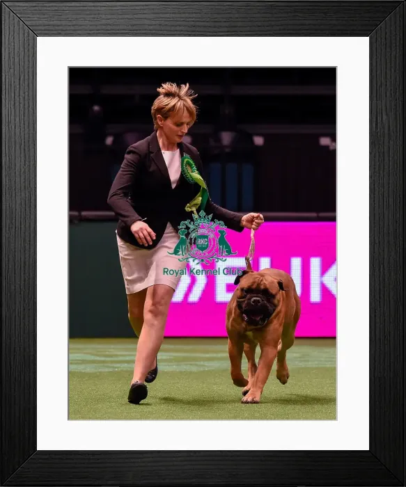 Framed Print : Crufts 2016 Best of Breed Framed Print : Crufts 2016 Best of Breed