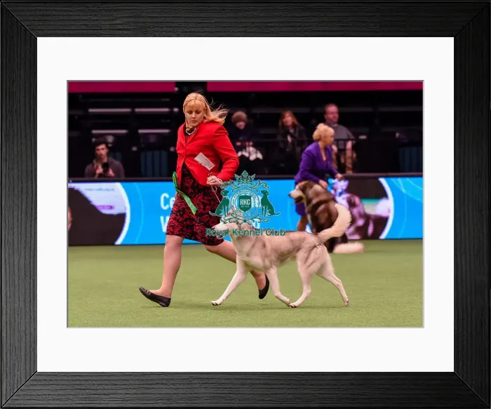 Framed Print : Crufts 2016 Best of Breed Framed Print : Crufts 2016 Best of Breed