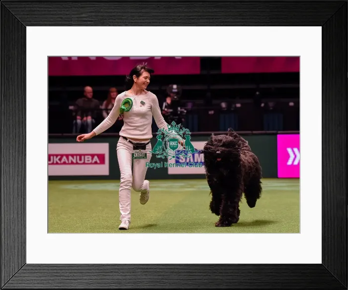 Framed Print : Crufts 2016 Best of Breed Framed Print : Crufts 2016 Best of Breed