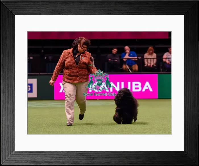 Framed Print : Crufts 2016 Best of Breed Framed Print : Crufts 2016 Best of Breed