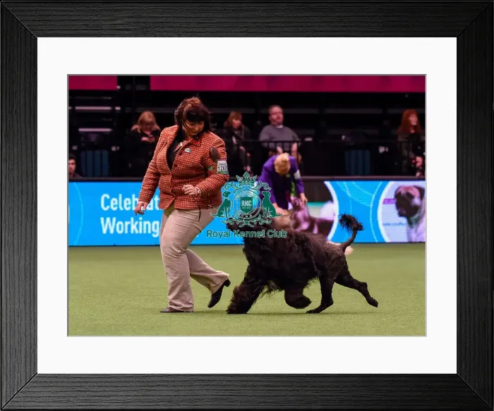 Framed Print : Crufts 2016 Best of Breed Framed Print : Crufts 2016 Best of Breed