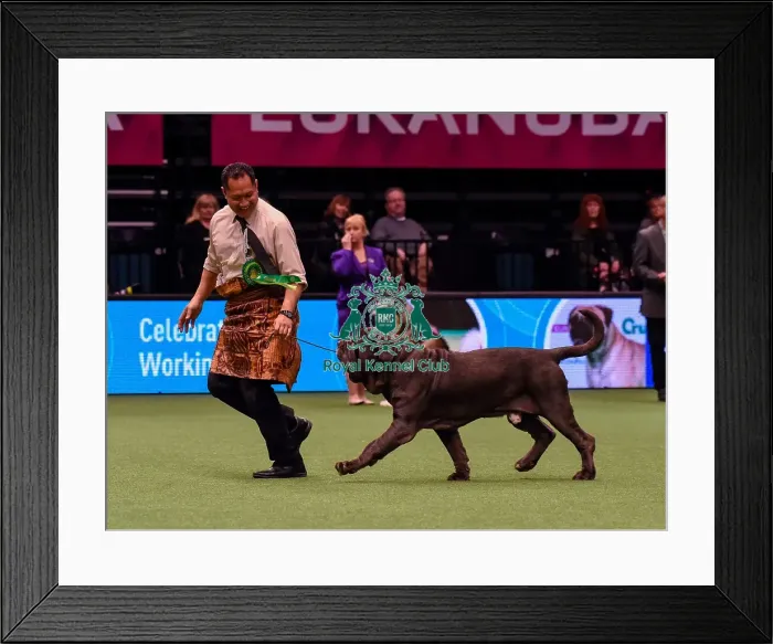 Framed Print : Crufts 2016 Best of Breed Framed Print : Crufts 2016 Best of Breed