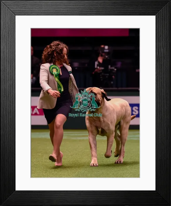 Framed Print : Crufts 2016 Best of Breed