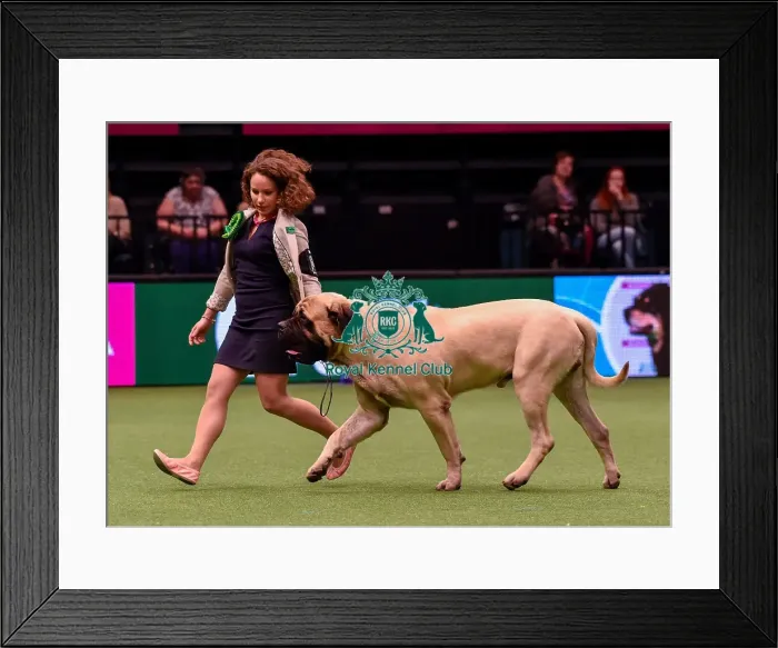 Framed Print : Crufts 2016 Best of Breed Framed Print : Crufts 2016 Best of Breed