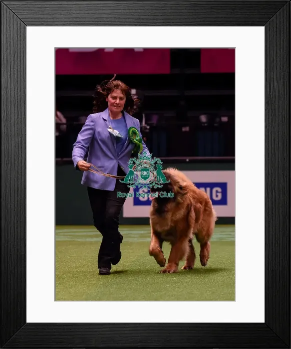 Framed Print : Crufts 2016 Best of Breed Framed Print : Crufts 2016 Best of Breed