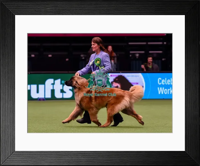 Framed Print : Crufts 2016 Best of Breed Framed Print : Crufts 2016 Best of Breed