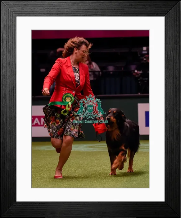 Framed Print : Crufts 2016 Best of Breed Framed Print : Crufts 2016 Best of Breed
