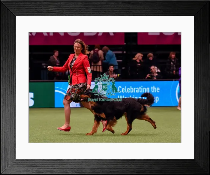 Framed Print : Crufts 2016 Best of Breed Framed Print : Crufts 2016 Best of Breed