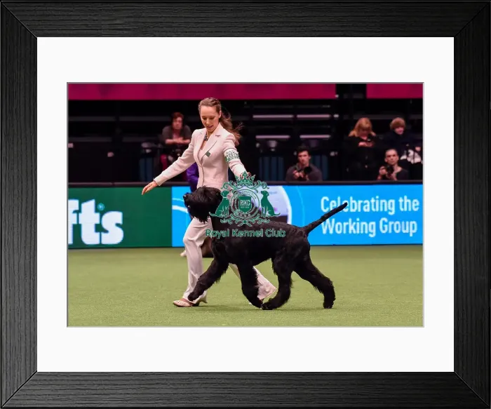 Framed Print : Crufts 2016 Best of Breed Framed Print : Crufts 2016 Best of Breed