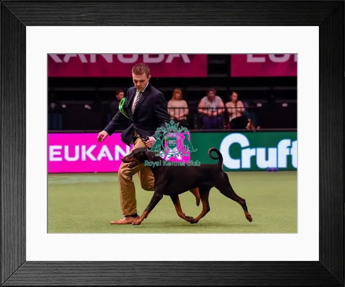 Framed Print : Crufts 2016 Best of Breed