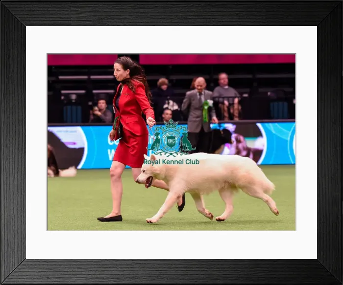 Framed Print : Crufts 2016 Best of Breed Framed Print : Crufts 2016 Best of Breed