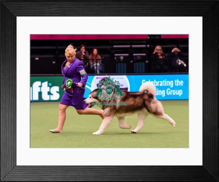 Framed Print : Crufts 2016 Best of Breed Framed Print : Crufts 2016 Best of Breed