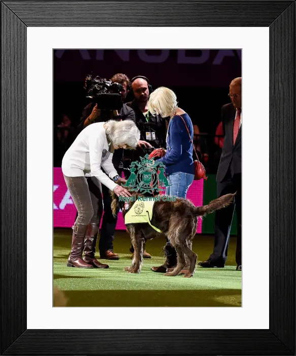 Framed Print : Crufts 2016 Framed Print : Crufts 2016