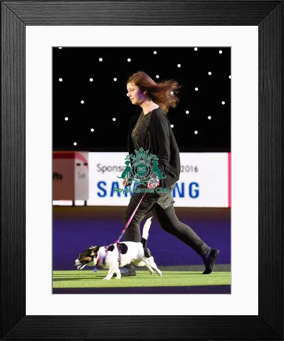 Framed Print : Crufts 2016 Framed Print : Crufts 2016