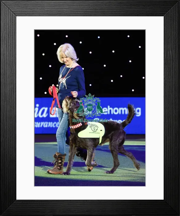 Framed Print : Crufts 2016 Framed Print : Crufts 2016