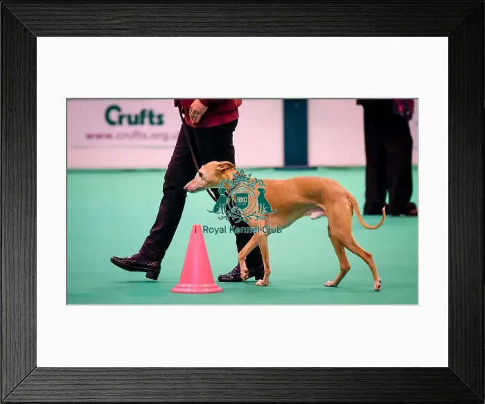 Framed Print : Crufts 2016