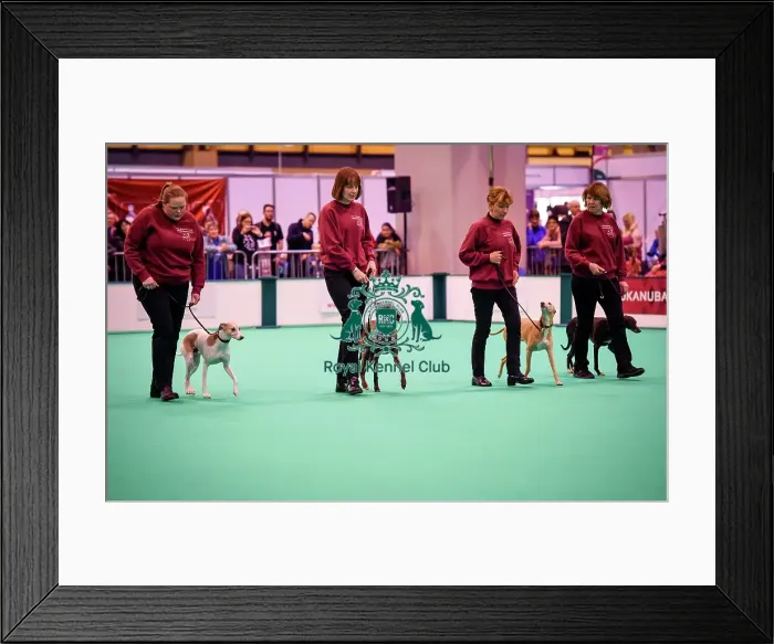 Framed Print : Crufts 2016 Framed Print : Crufts 2016
