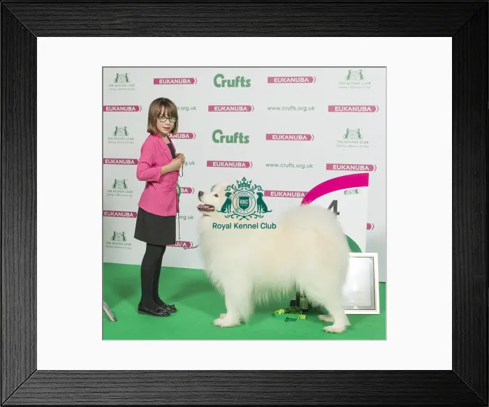 Framed Print : Crufts 2016 Best of Breed