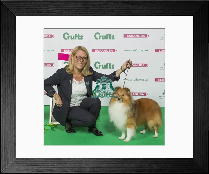 Framed Print : Crufts 2016 Best of Breed Framed Print : Crufts 2016 Best of Breed